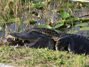 Gator vs Burmese python