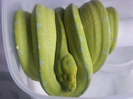 Green Tree Python - Chondro SARONG
