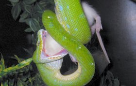 green tree python teeth