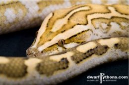 Half Dwarf Burmese Pythons