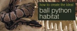 How to Create the Ideal Ball Python Habitat