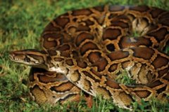 image of brown burmese python coiled in the grass