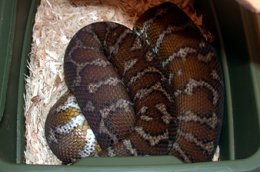 Irian Jaya carpet python basking