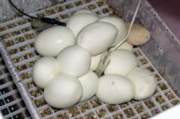 Irian Jaya carpet python eggs