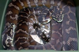 Irian Jaya carpet python enclosure