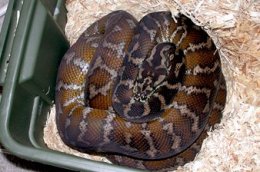 Irian Jaya carpet python on eggs