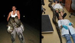 Jason Leon (left) captured and killed record-setting Burmese python in Miami-Dade. it measured 18-feet, 8-inches and weighed 128 pounds. (Source: FWC)