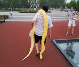 Just going for a stroll: You Wang takes his pet snake python for a walk in Changzhou, China