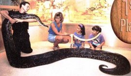 kids meeting python