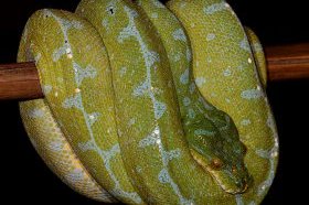 Manokwari Green Tree Python Female