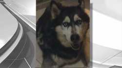 [MI] Rock Python Strangled Siberian Husky in Miami-Dade County, Florida Fish and Wildlife Conservation Commission Says