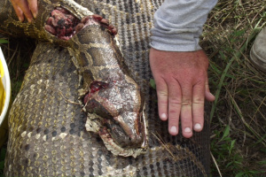 python3 16 Foot Python Found In Florida Everglades