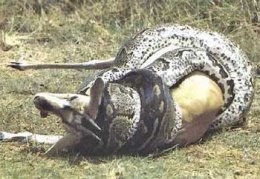 Python with its kill