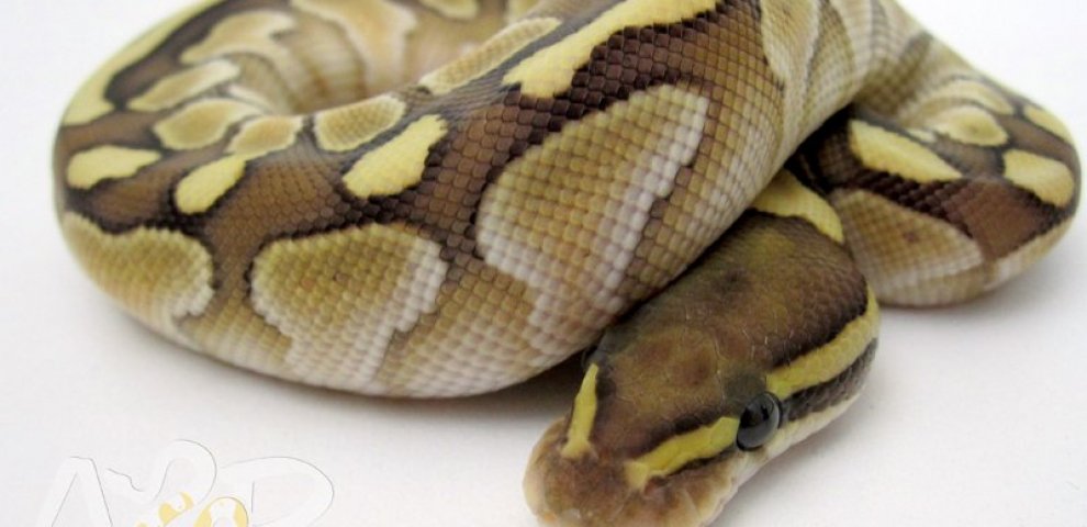 About Ball Pythons