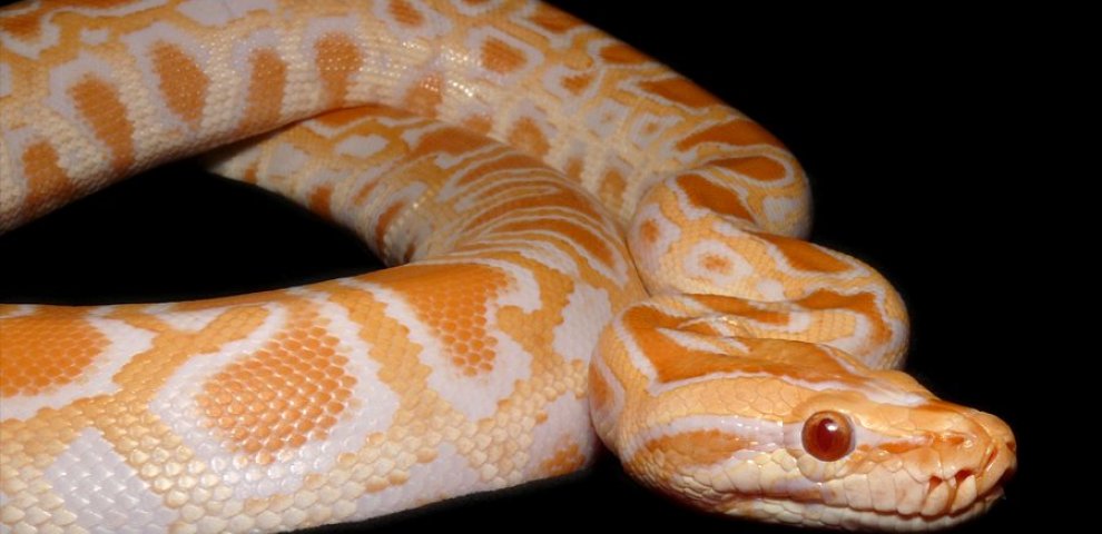 Adult Burmese python