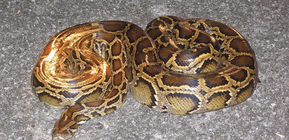 African Pythons Florida
