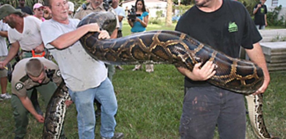 African rock Python Florida