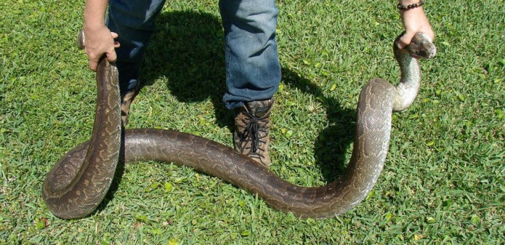 African rock Python in Florida