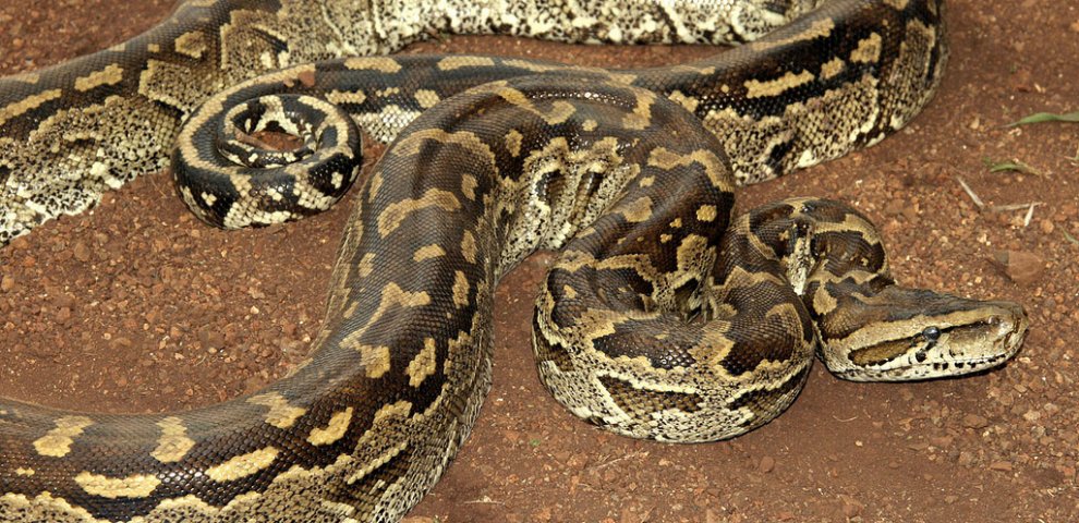 African Rock Python! Pictures