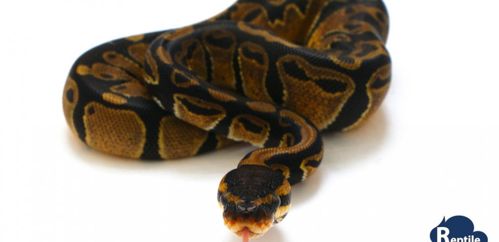 Albino Ball Python care