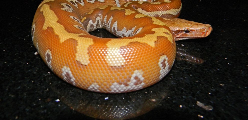 Albino Blood Python