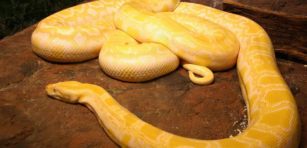 Albino Burmese Pythons