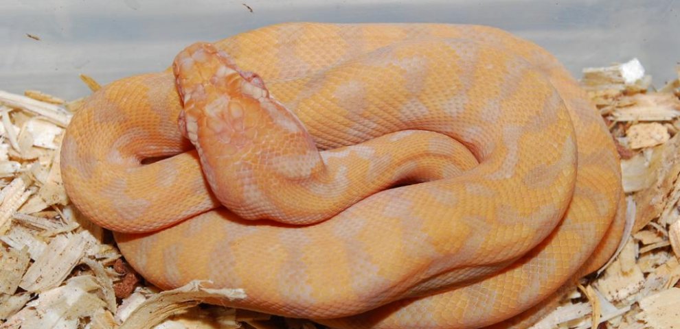 Albino Carpet Pythons for sale