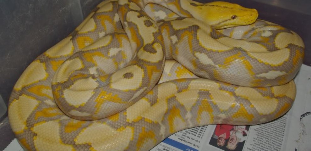 Albino Reticulated Python for sale