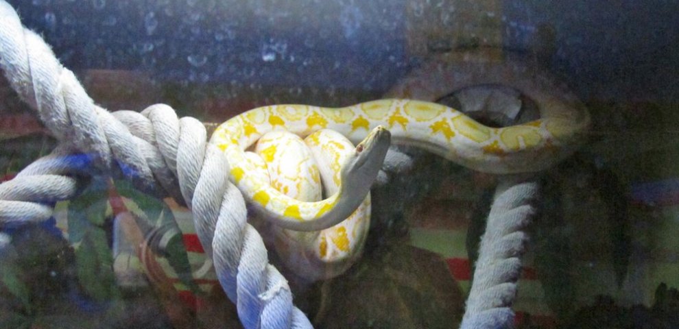 Aquarium Python