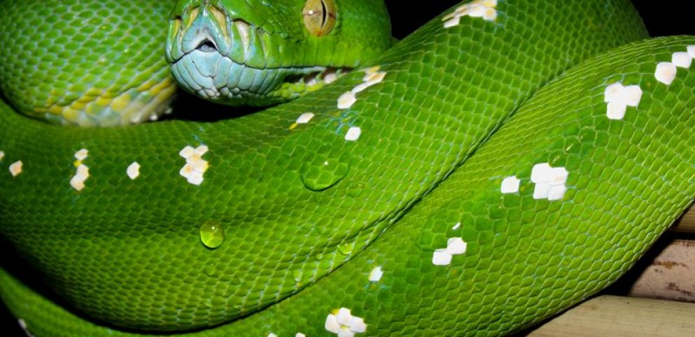 Aru Green Tree Python