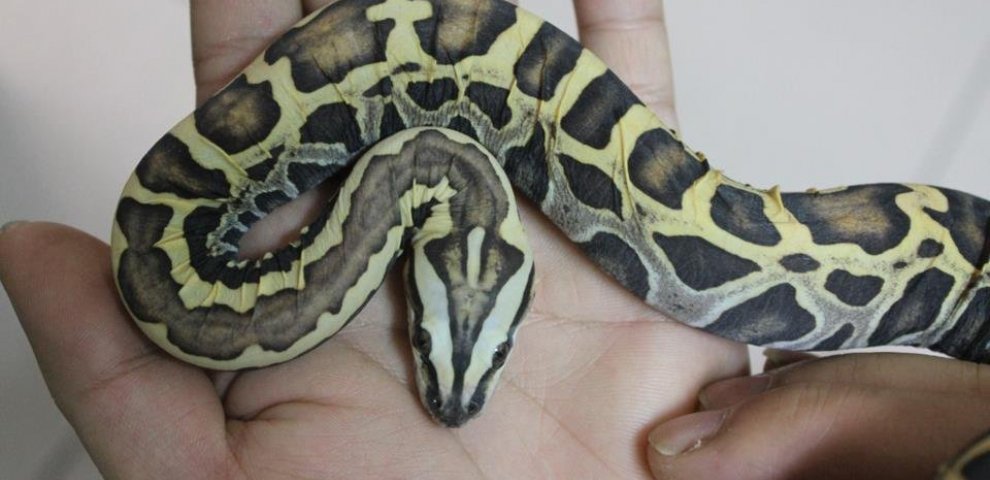 Baby Burmese python