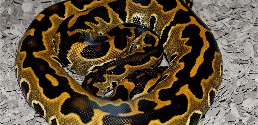 Baby Burmese Python for sale