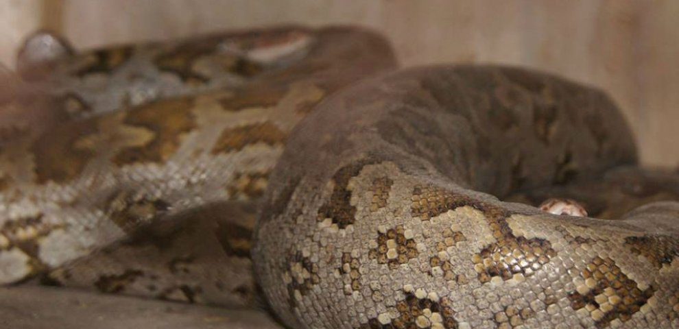 Baby Burmese Pythons for sale