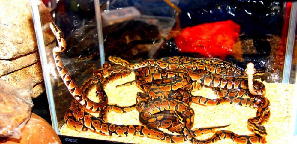 Baby Reticulated Pythons