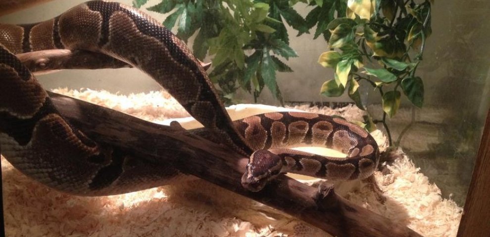 Ball Python accessories