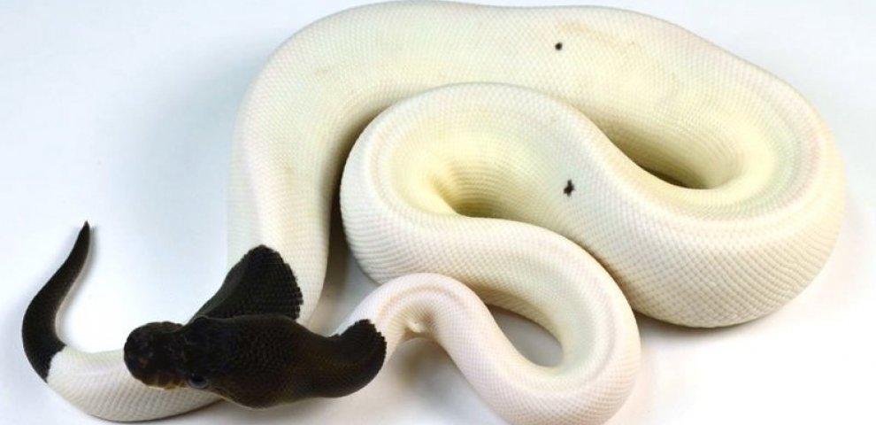 Ball Python Genetics