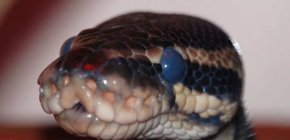 Ball Python Handling tips