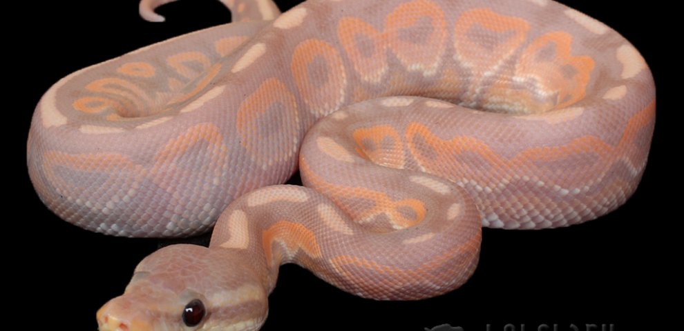 Ball Python Male or female