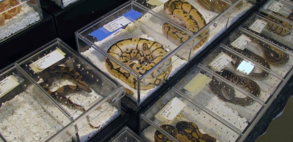 Ball Python morph generator