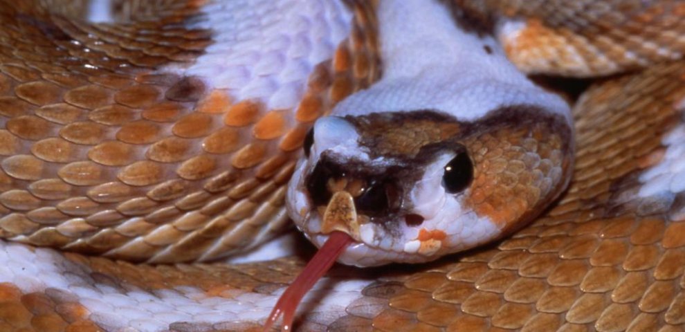Ball Python morphs Charts
