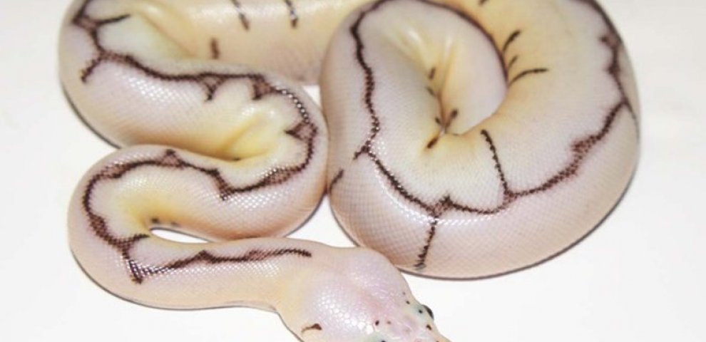 Ball Python morphs Guide