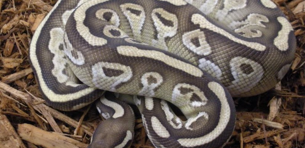 Ball Python pictures