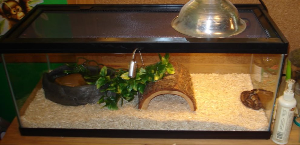 Ball Python tank