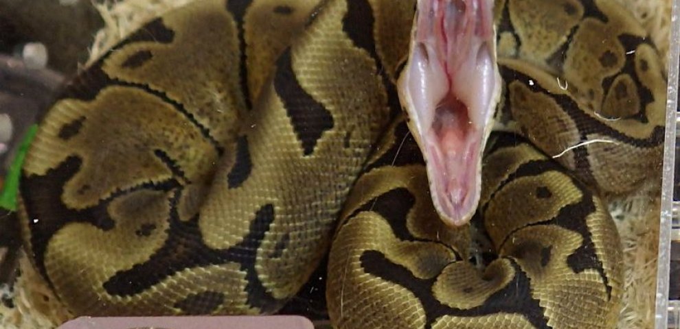 Ball Python Yawning