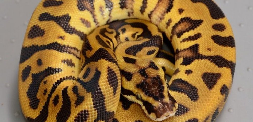 Ball Pythons morphs for sale