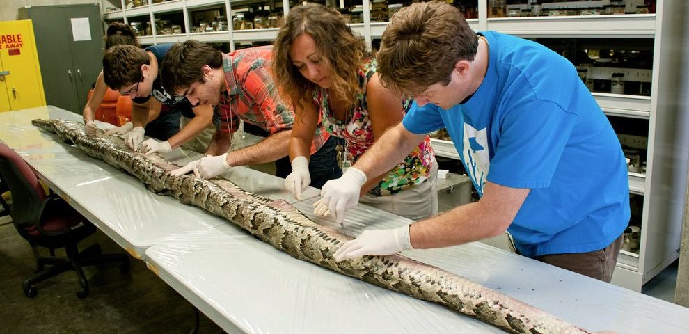 Biggest Burmese python