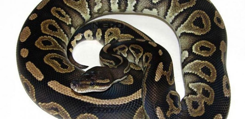 Black Pastel Ball Python