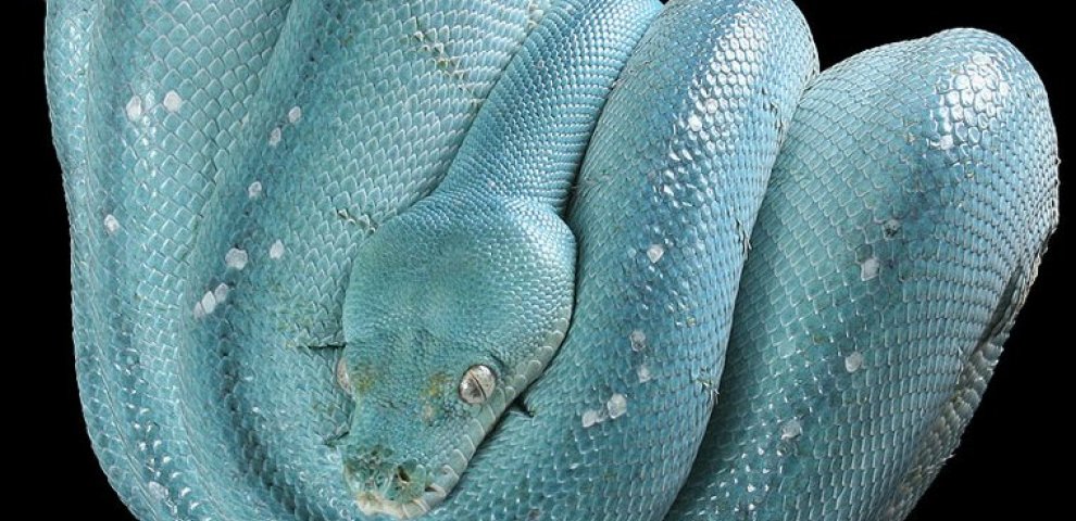 Blue Tree Python