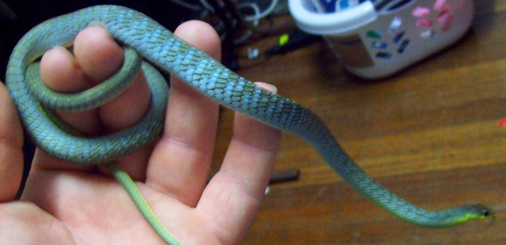 Blue Tree snake
