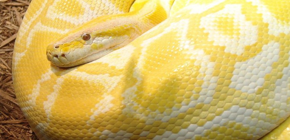 Burmese python Care